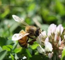 A bee is shown feeding on a flower in a wildlife garden