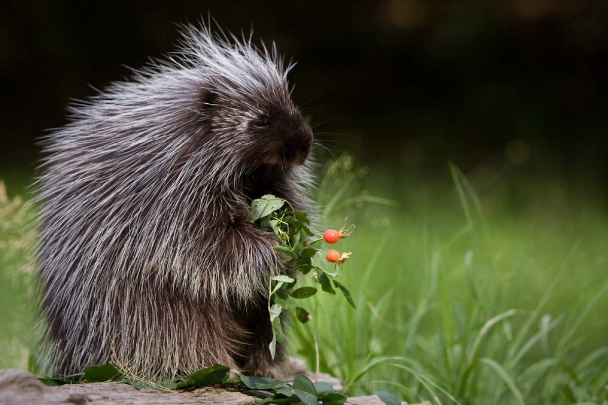 porcupines eating