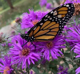 A monarch butterfly is shown on purple flowers in Pennsylvania 