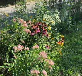 A collection of plants native to southeast Pennsylvania on sale at Redbud nursery in Media, PA