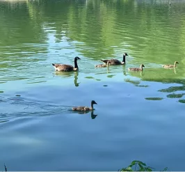 Stock photo of pond