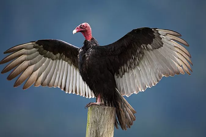 Turkey Vulture  YMCA of Greater Brandywine