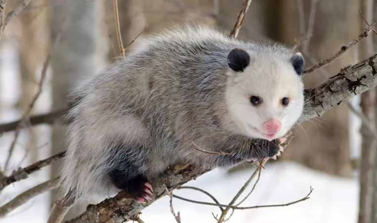 Virginia Opossum 