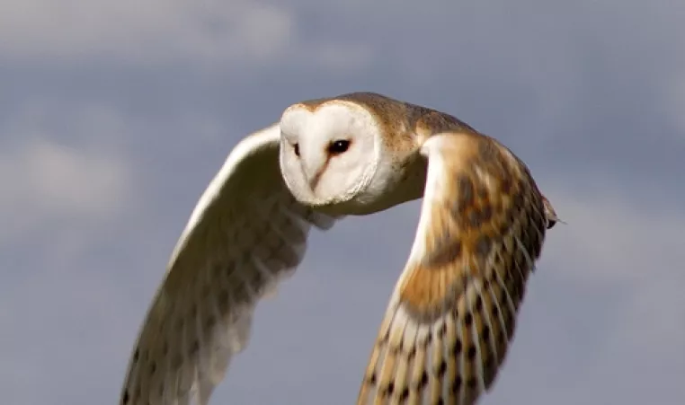 The barn owl is shown flying