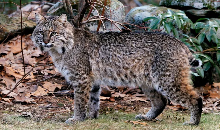 The bobcat is shown in its natural habitat
