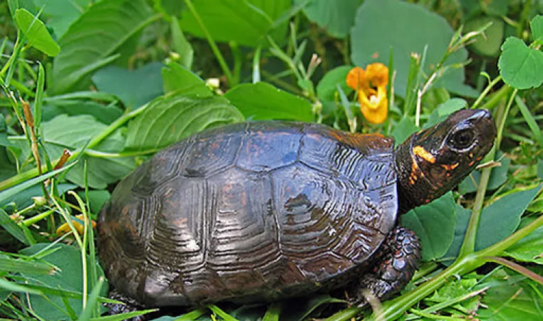 The bog turtle is show in the grass