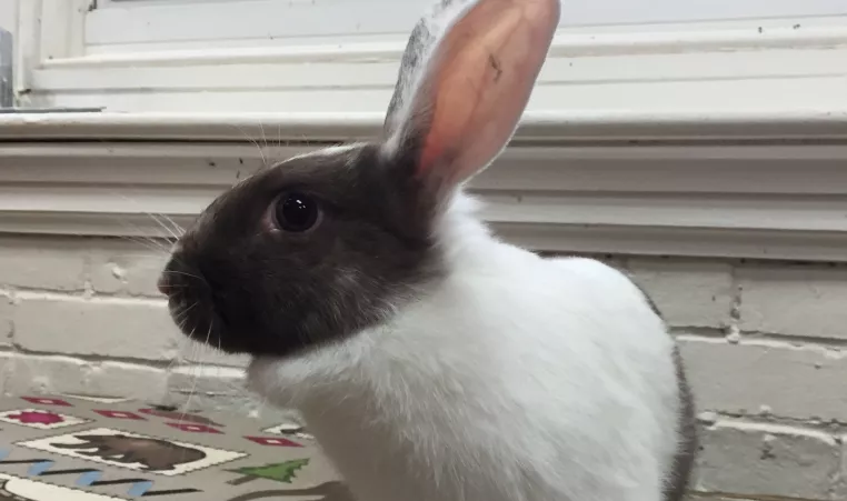 Harley, a chocolate magpie harlequin bunny rabbit 