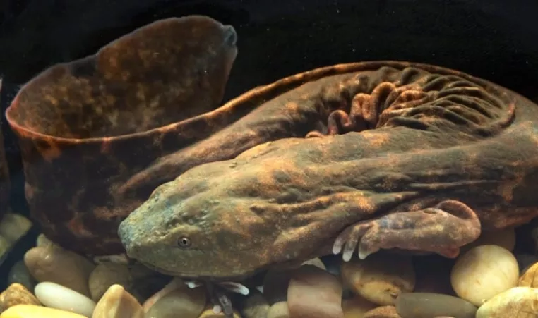Photo of a Hellbender