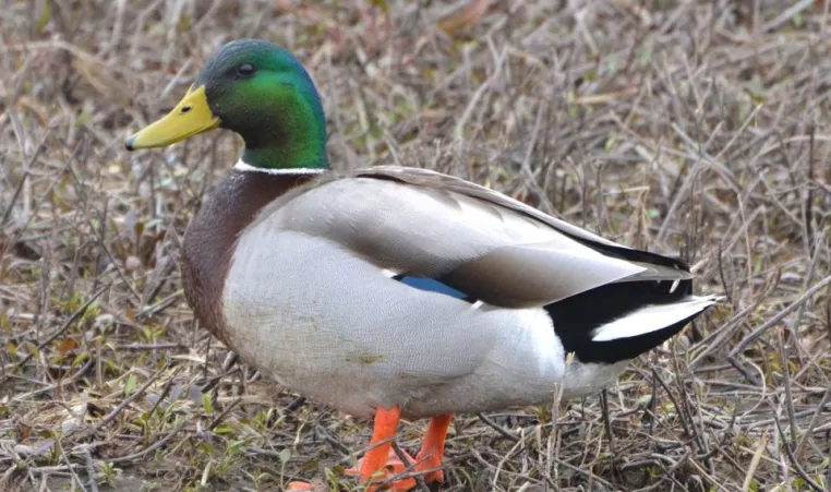 A mallard is shown in its natural environment