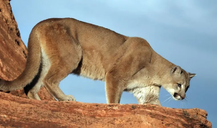 A mountain lion is shown on a rock 