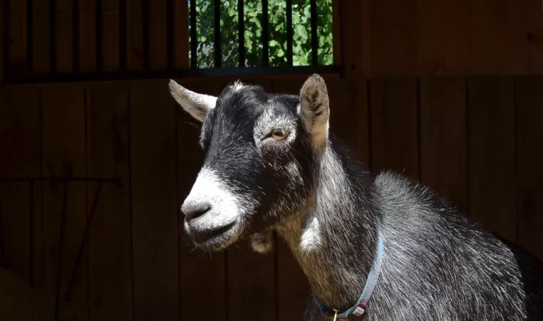 A black and white pygmy goat