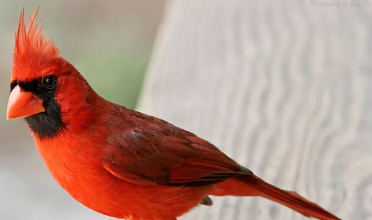 The red northern cardinal is shown outside as a part of an environmental education instruction.