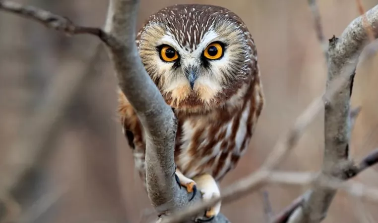The northern saw-whet owl perches in a tree