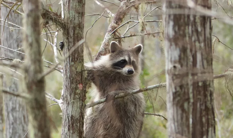A raccoon climbs a tree