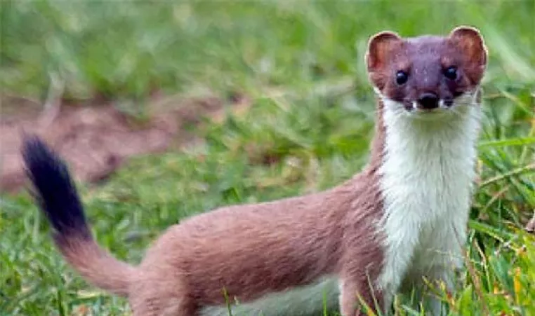The short tailed weasel is shown in its natural habitat