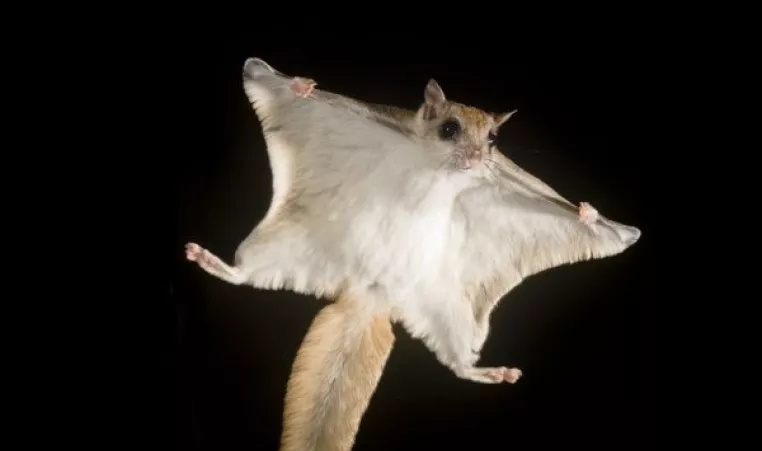 Southern Flying Squirrel 