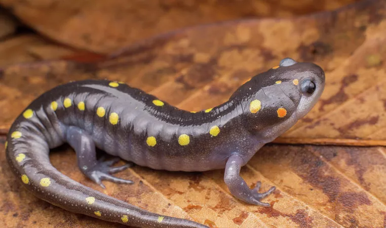 The Spotted Salamander 