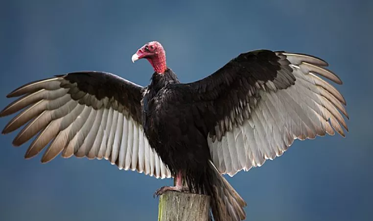 Turkey Vulture 