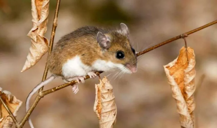 The White Footed Mouse 