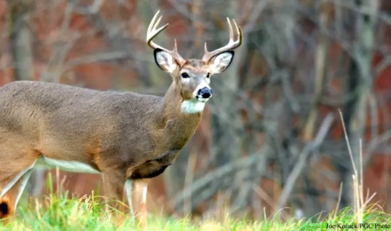 A White Tailed Deer 