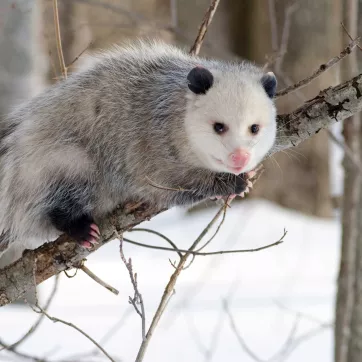 Virginia Opossum 