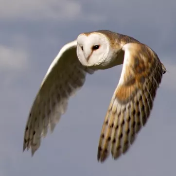 The barn owl is shown flying