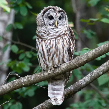 The barred owl perches on a tree branch