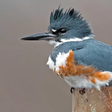 The Belted Kingfisher is a gray, white, tan and black bird 