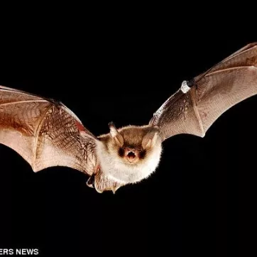 The big brown bat