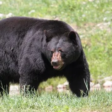 The black bear is shown in its natural habitat