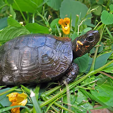The bog turtle is show in the grass