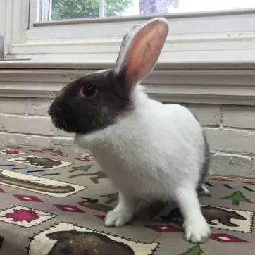 Harley, a chocolate magpie harlequin bunny rabbit 
