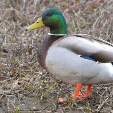 A mallard is shown in its natural environment