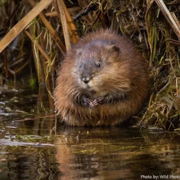 A muskrat is shown in its natural environment as a part of an educational series for kids