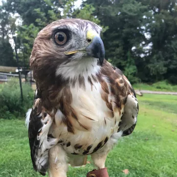 Penelope, a red tailed hawk at the upper main line ymca environmental education complex