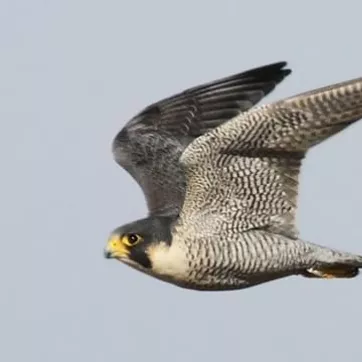 A Peregrine Falcon flying