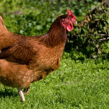 Rhode Island Red Chicken 