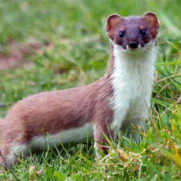 The short tailed weasel is shown in its natural habitat