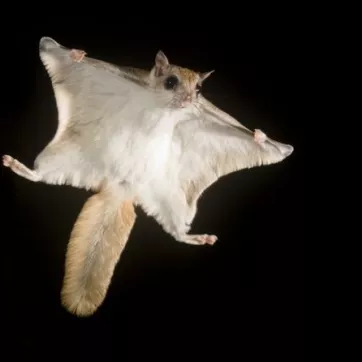 Southern Flying Squirrel 