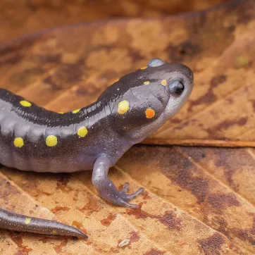 The Spotted Salamander 