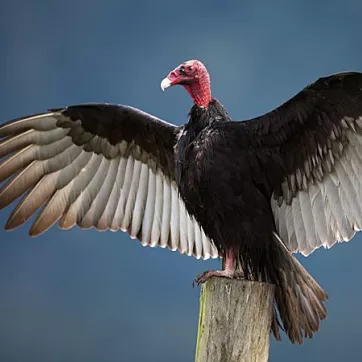 Turkey Vulture 