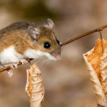 The White Footed Mouse 