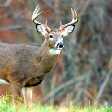 A White Tailed Deer 